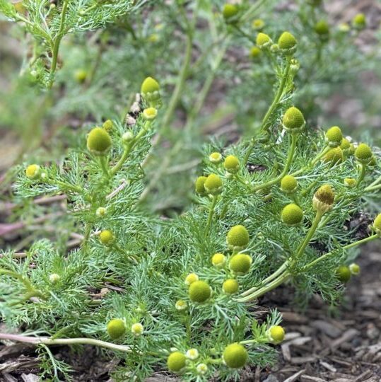 Pineapple Weed The Botanist Infusion
